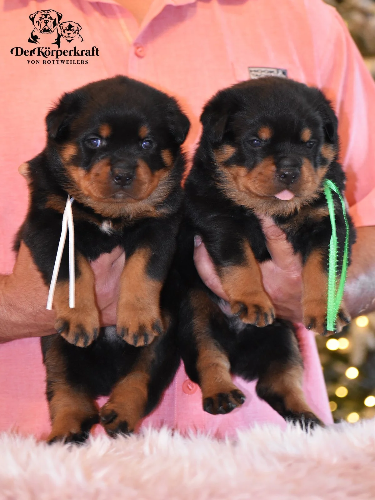 1 FEMALE & 2 MALES FOR SALE