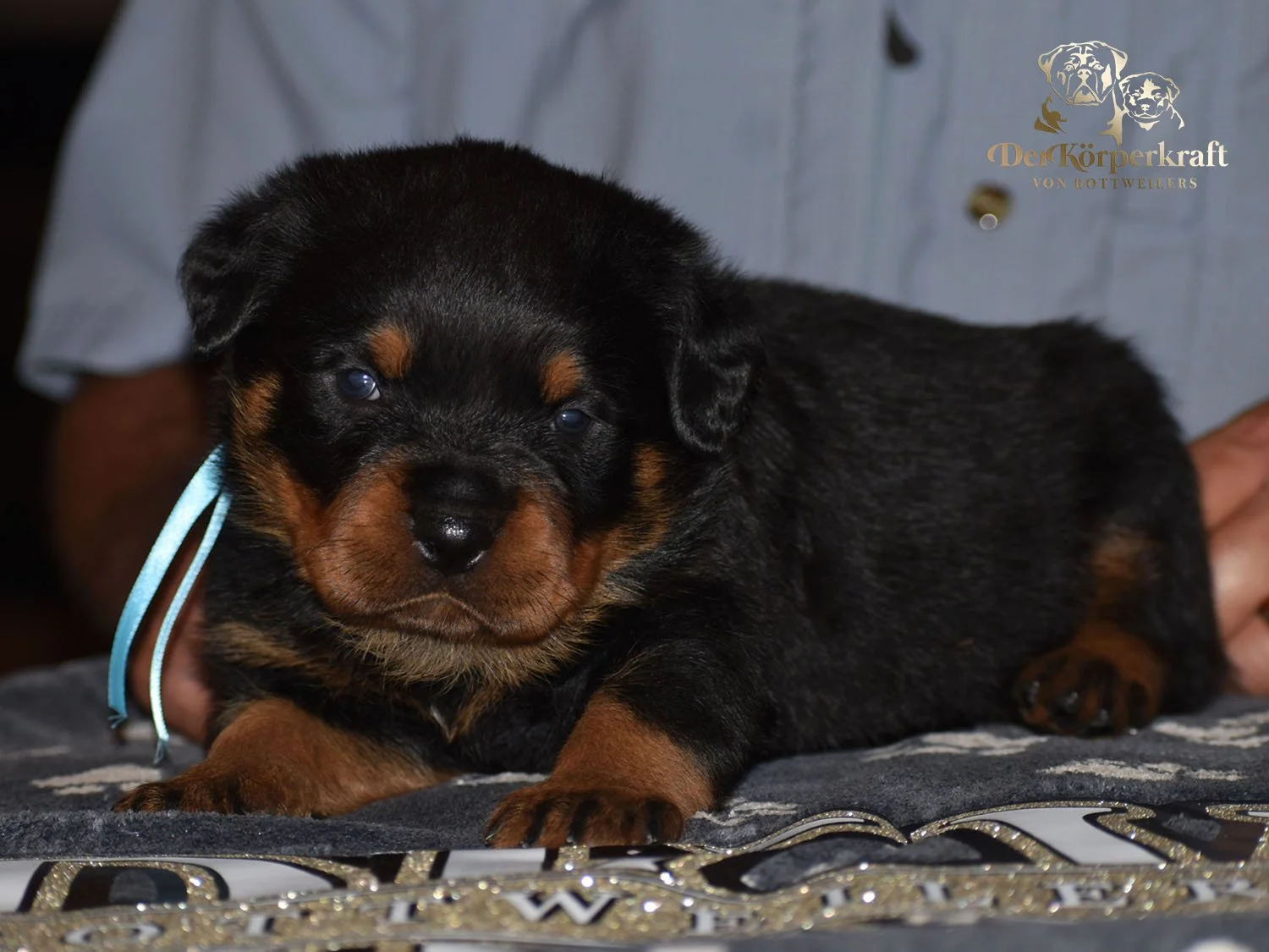 6P-Virtus-Dina-3wk-Male-Blue (1)b.jpg