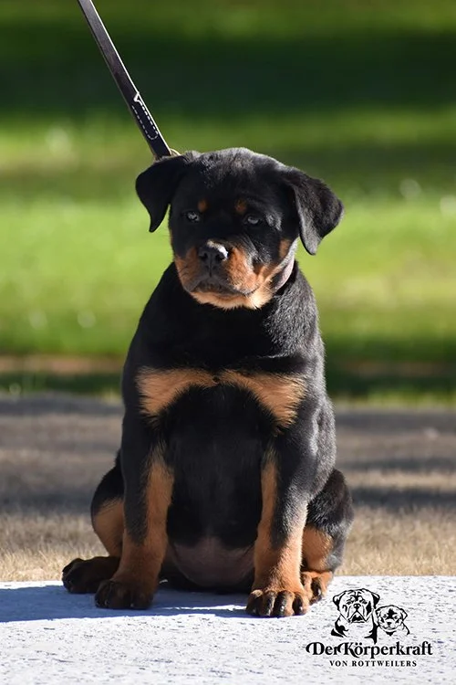 Nora Von Der Korperkraft - 12 wk (1)sm.jpg