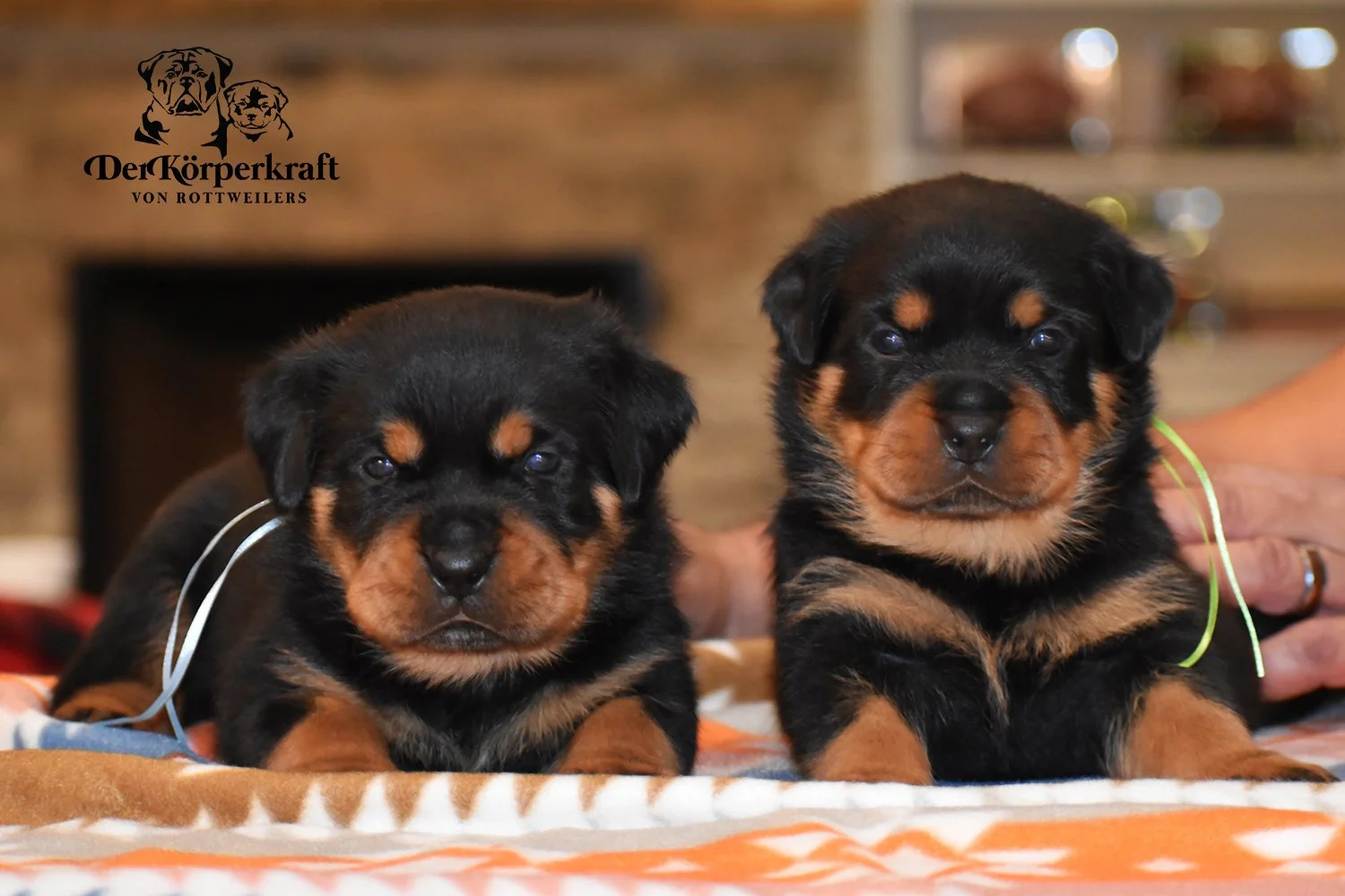 6L-Rocky-Dina-4wk-Males-1a.jpg