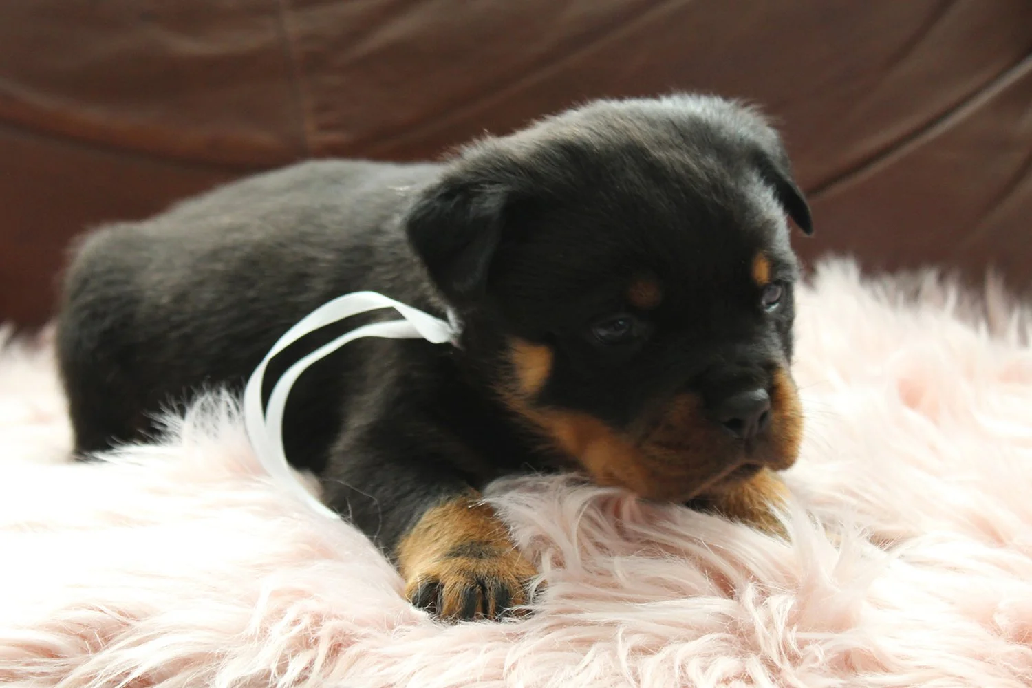 DKV-Rottweilers-Rottweilers-For-Sale-Services-4.JPG