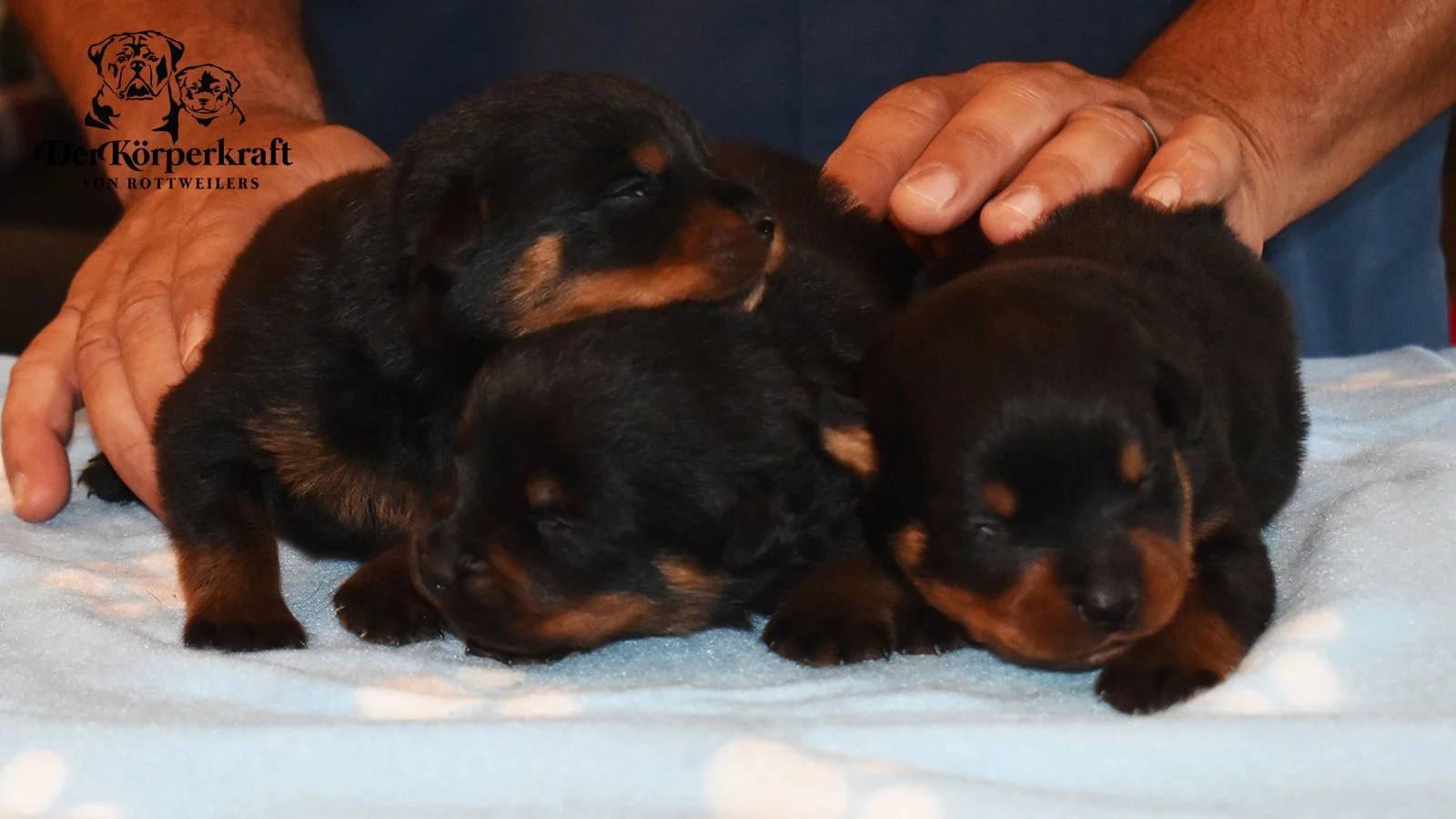 6S-Valentino-Ustajala-3wk-Males-Group2 (3)a.jpg