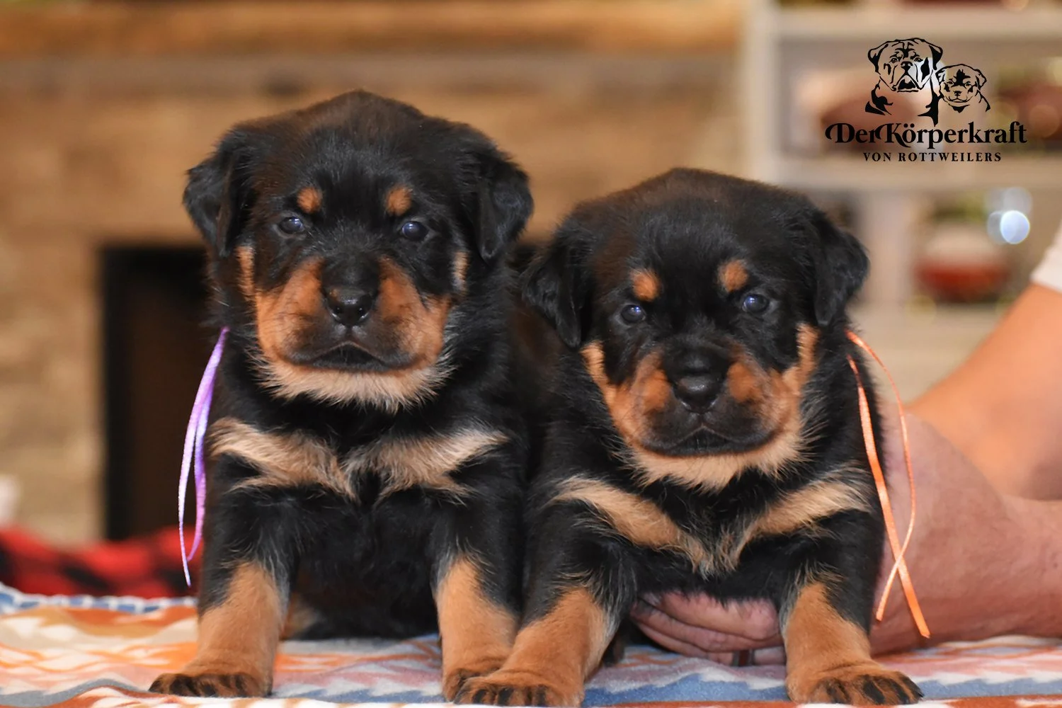 6L-Rocky-Dina-4wk-Females-3a.jpg