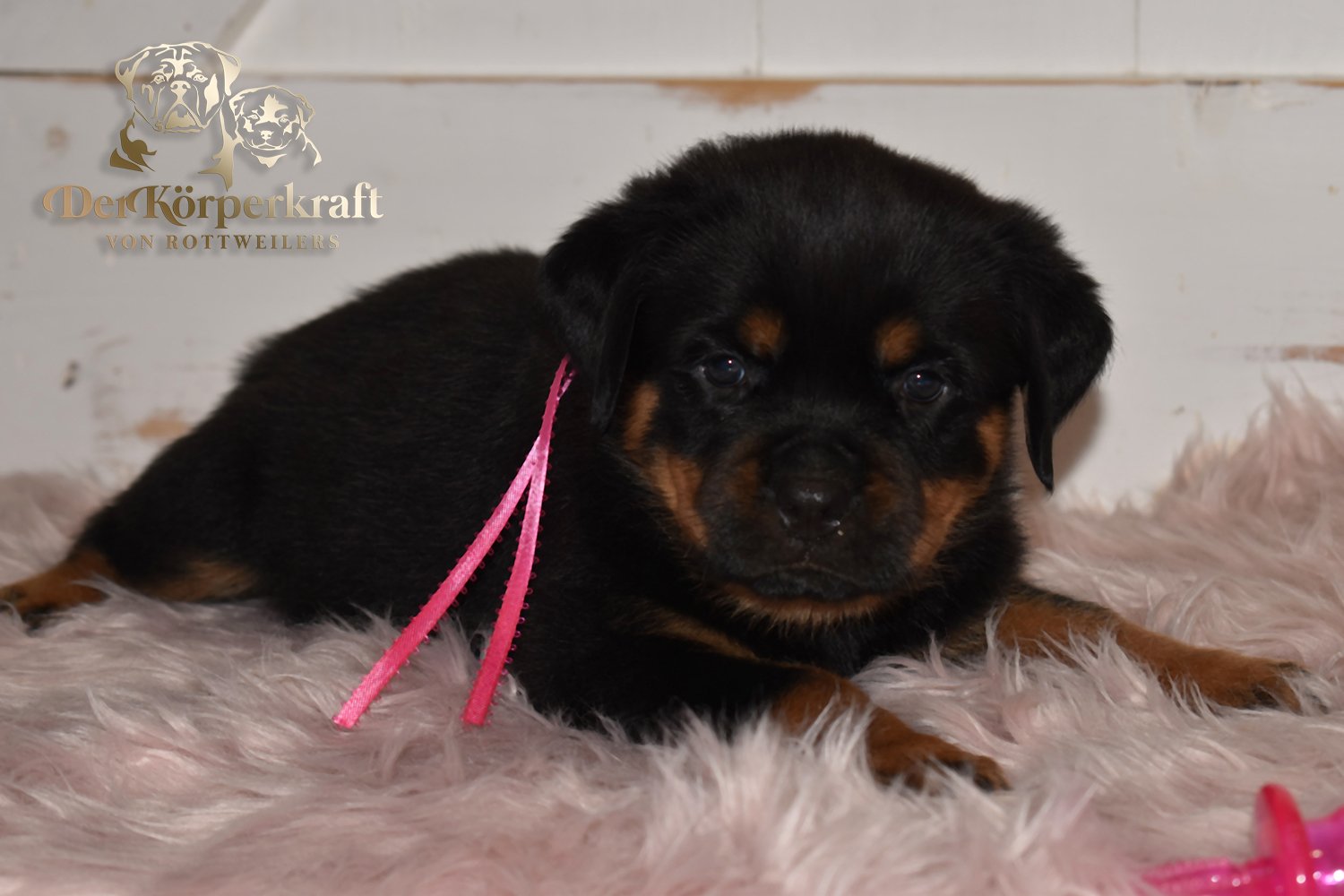 DKV Rottweilers | Rottweilers For Sale | Rottweilers For Sale