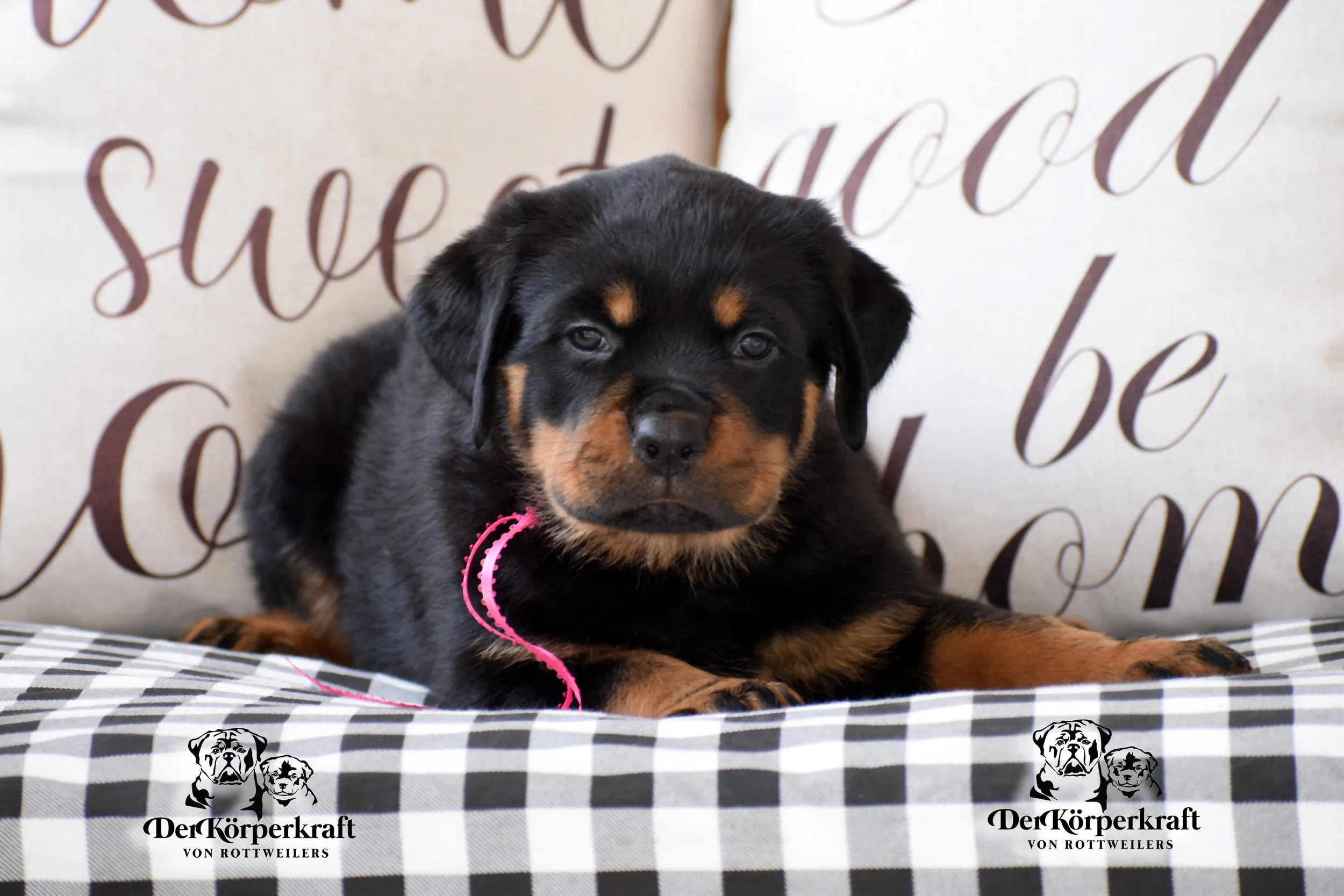 DKV Rottweilers | Rottweilers For Sale | Rottweilers For Sale