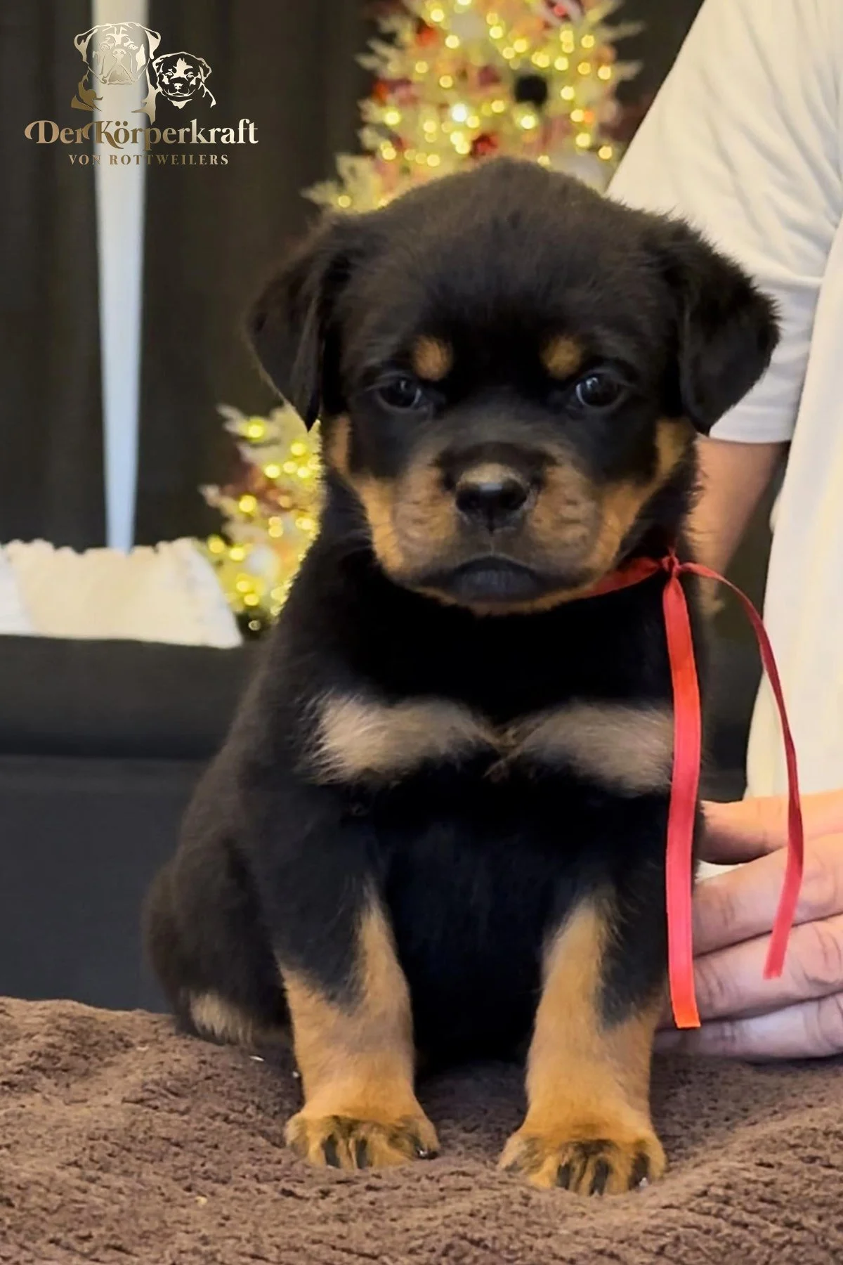 DKV Rottweilers | Rottweilers For Sale | Rottweilers For Sale