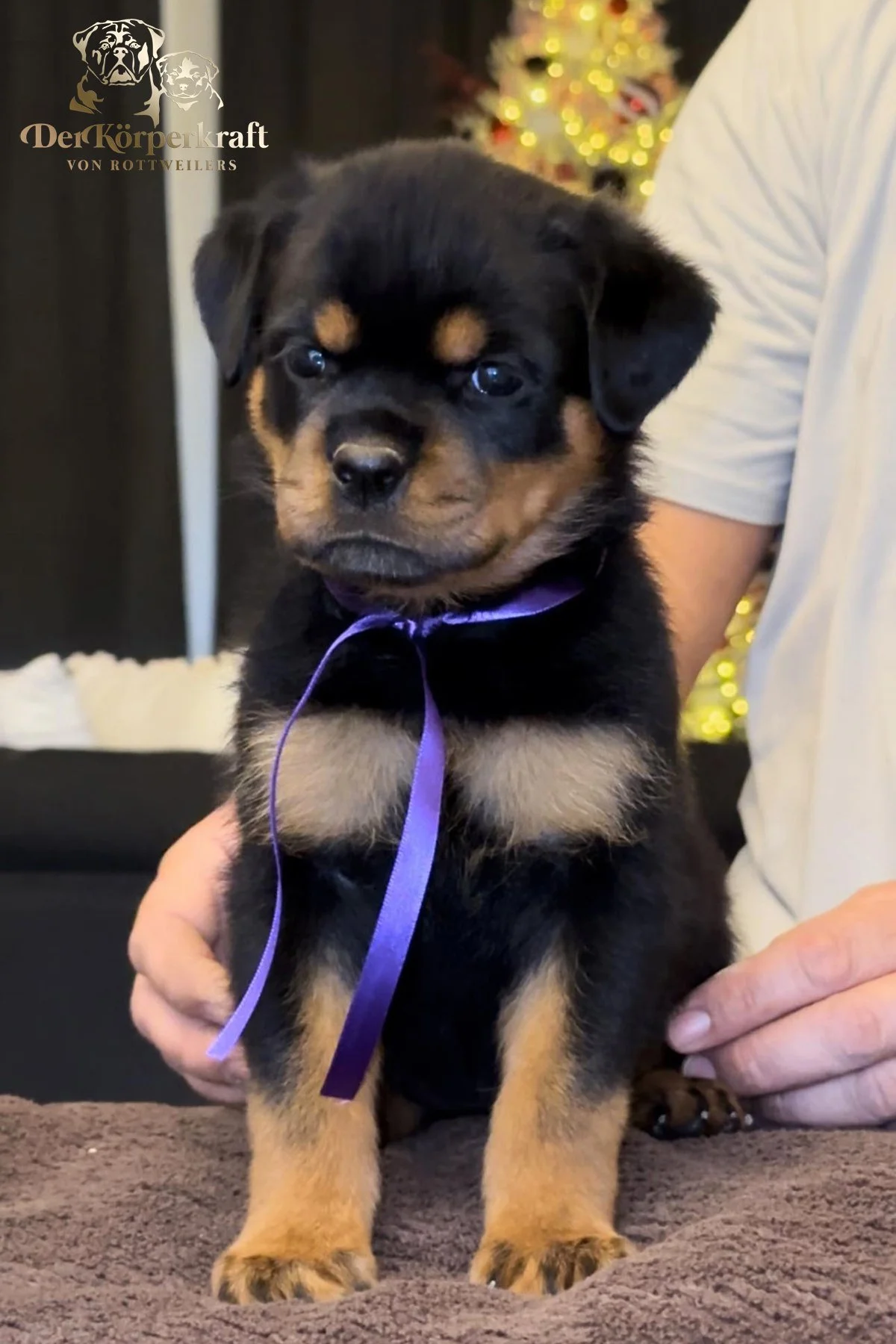 DKV Rottweilers | Rottweilers For Sale | Rottweilers For Sale