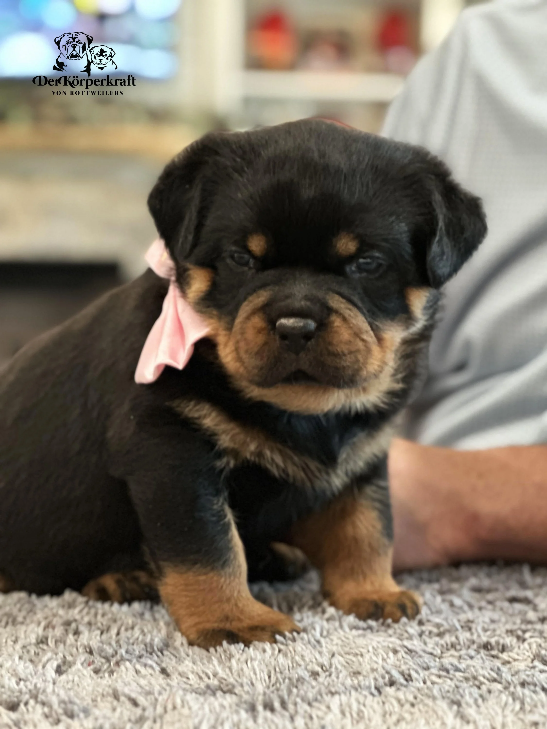 DKV Rottweilers | Rottweilers For Sale | Rottweilers For Sale