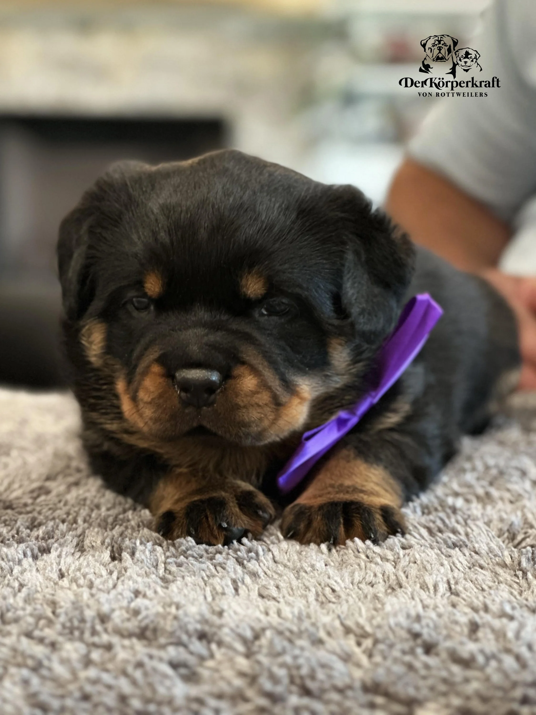 DKV Rottweilers | Rottweilers For Sale | Rottweilers For Sale