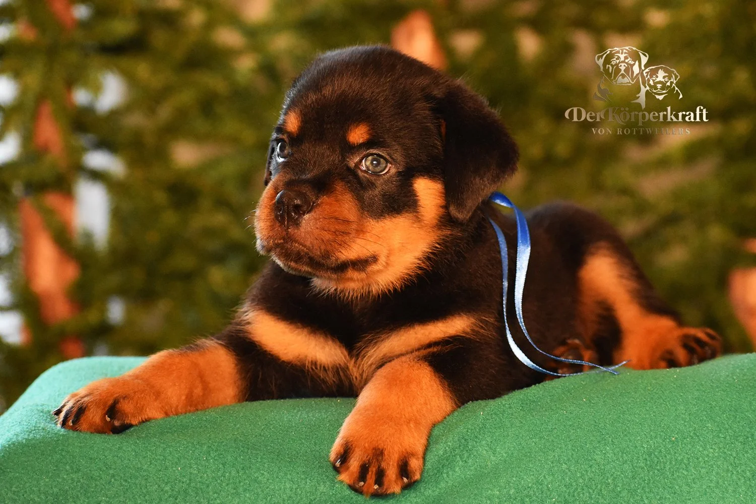 DKV Rottweilers | Rottweilers For Sale | Rottweilers For Sale