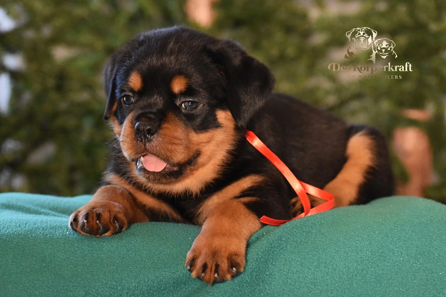 DKV Rottweilers | Rottweilers For Sale | Rottweilers For Sale