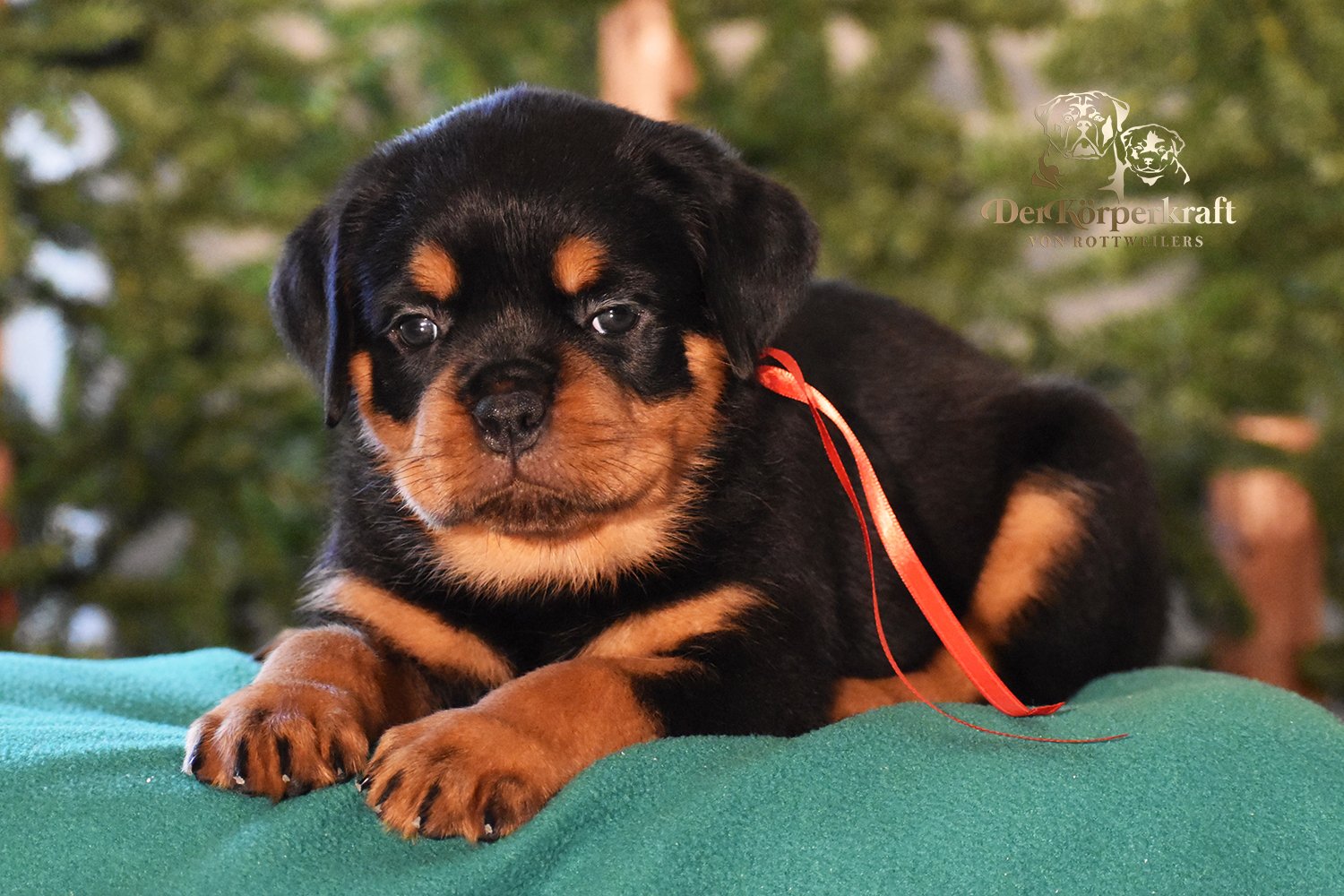 DKV Rottweilers | Rottweilers For Sale | Rottweilers For Sale