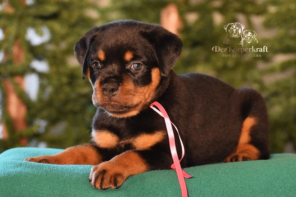 DKV Rottweilers | Rottweilers For Sale | Rottweilers For Sale