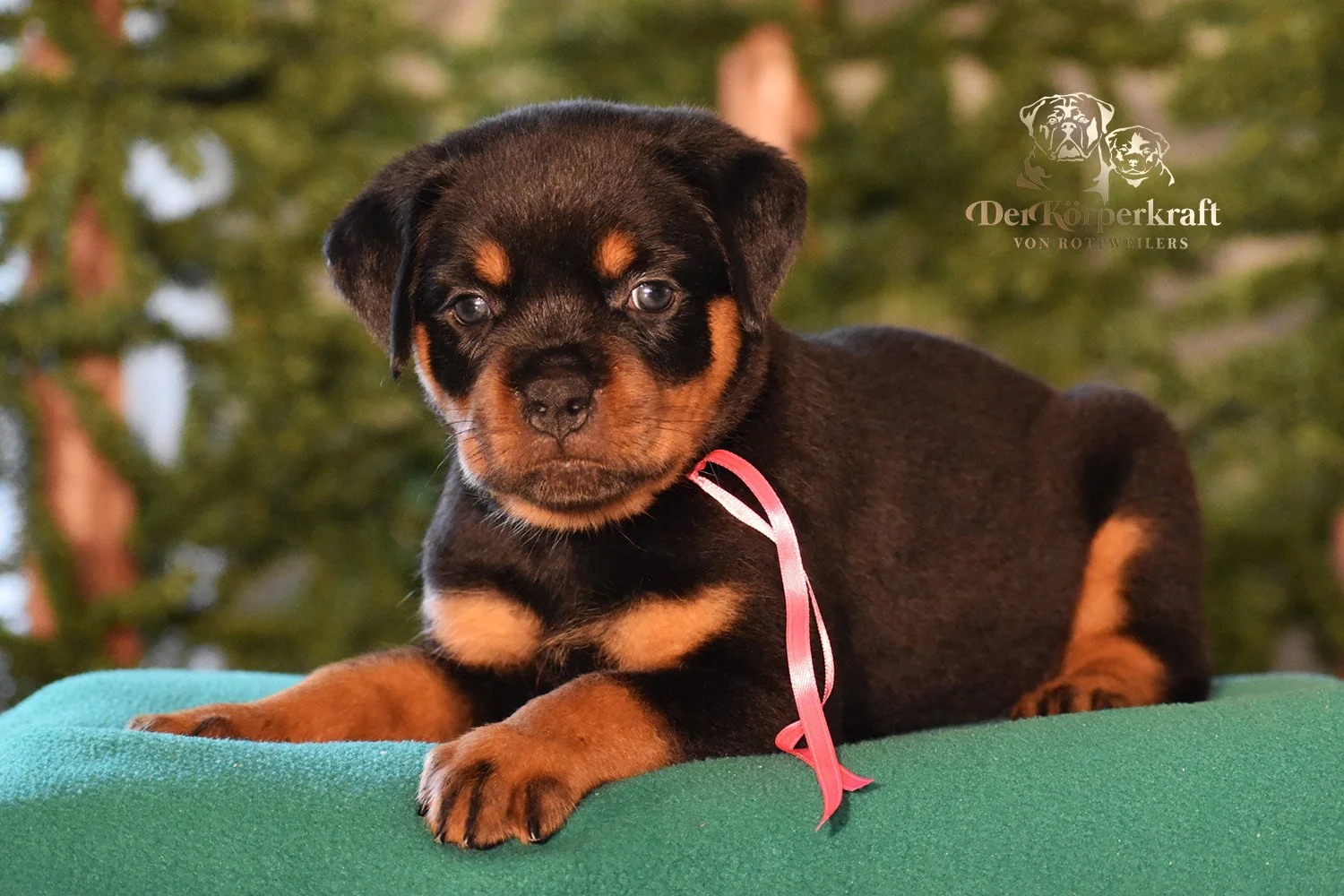 DKV Rottweilers | Rottweilers For Sale | Rottweilers For Sale