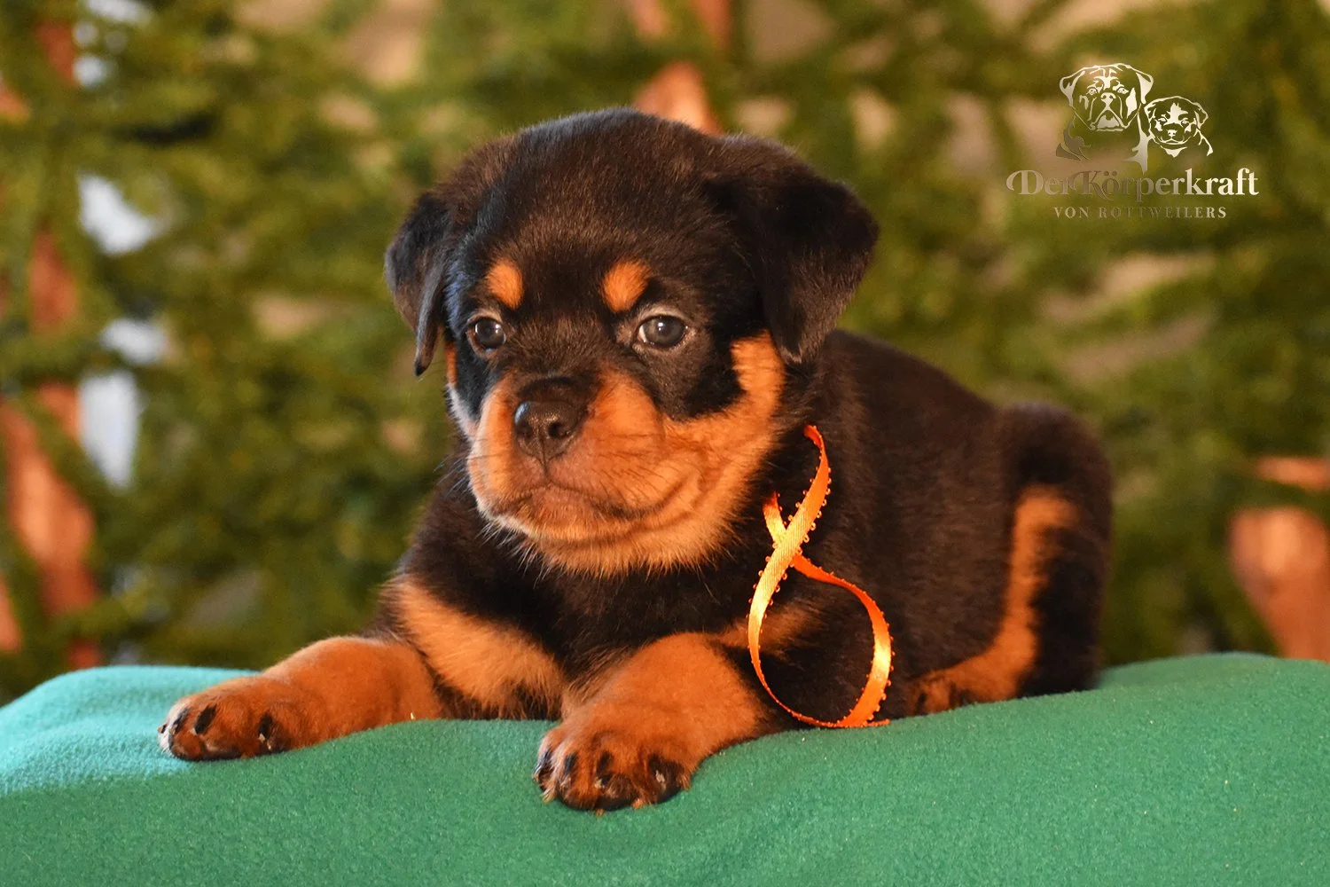 DKV Rottweilers | Rottweilers For Sale | Rottweilers For Sale