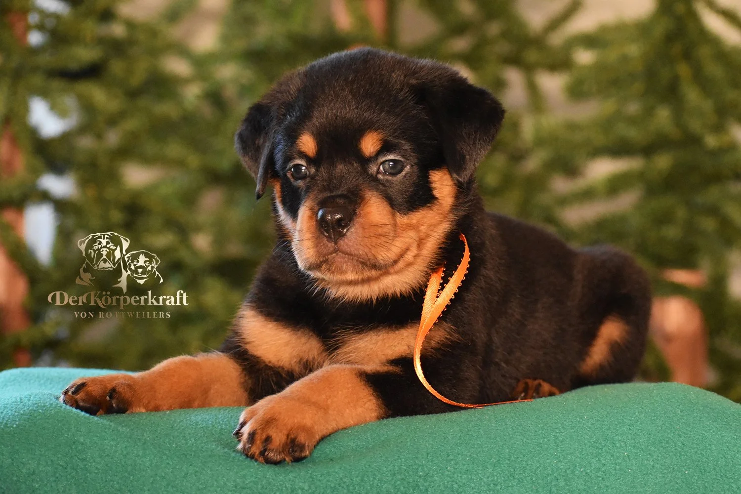 DKV Rottweilers | Rottweilers For Sale | Rottweilers For Sale