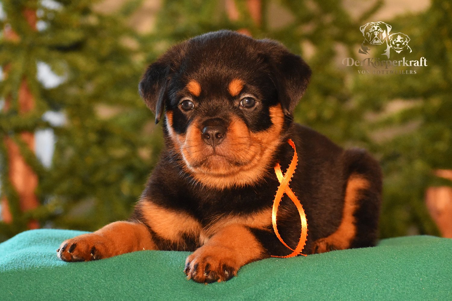 DKV Rottweilers | Rottweilers For Sale | Rottweilers For Sale