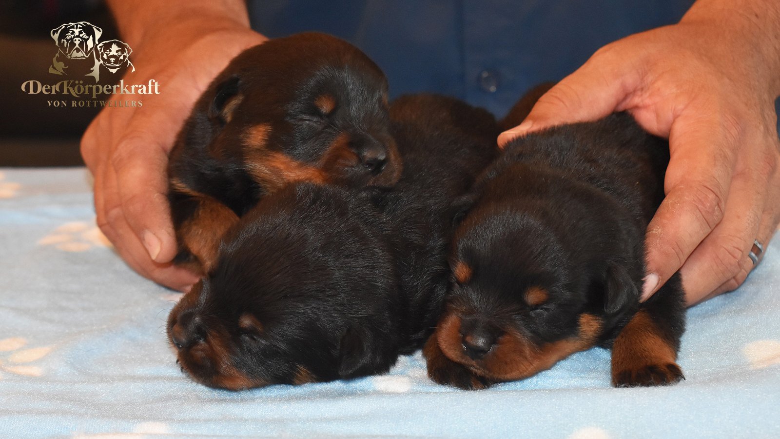 6S-Valentino-Ustajala-2wk-Males-Group1 (1)a.jpg