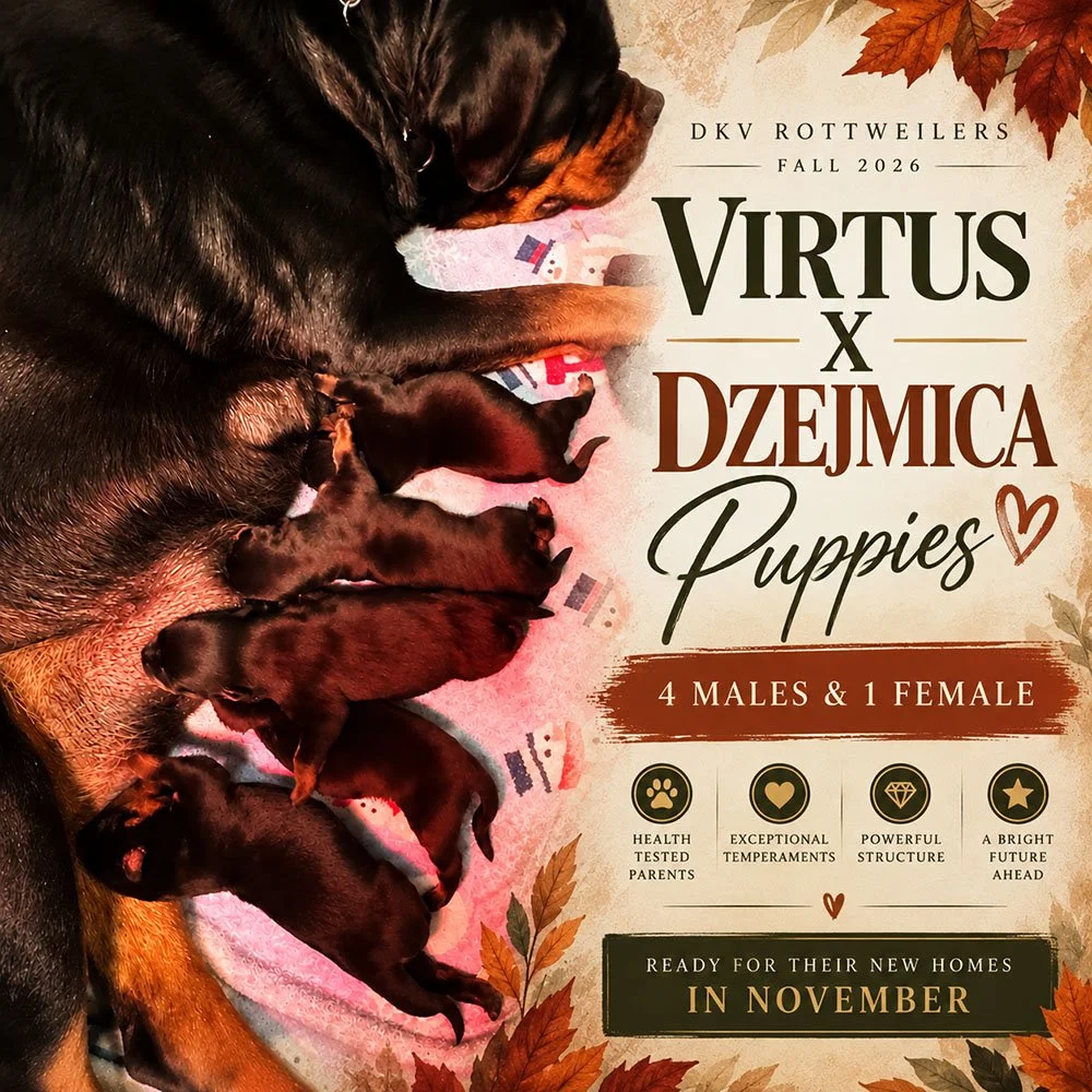 Virtus X Dzejmica Puppies