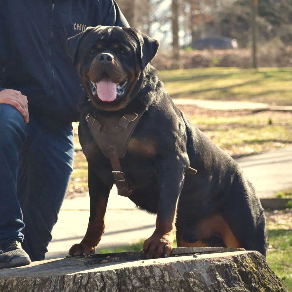 How Much Are Rottwilers DKV Rottweilers | Rottweilers For Sale