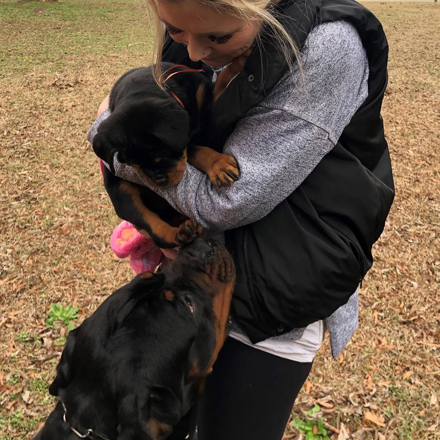 DKV-Rottweilers-Rottweilers-For-Sale-Album (5).JPG