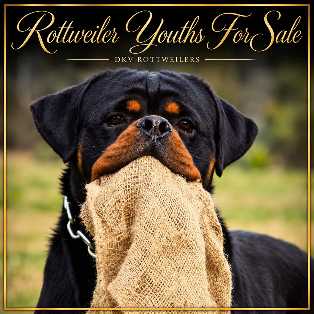 Rottweilers For Sale – Rottweiler Youths For Sale – Young male Rottweiler holding a training cloth.