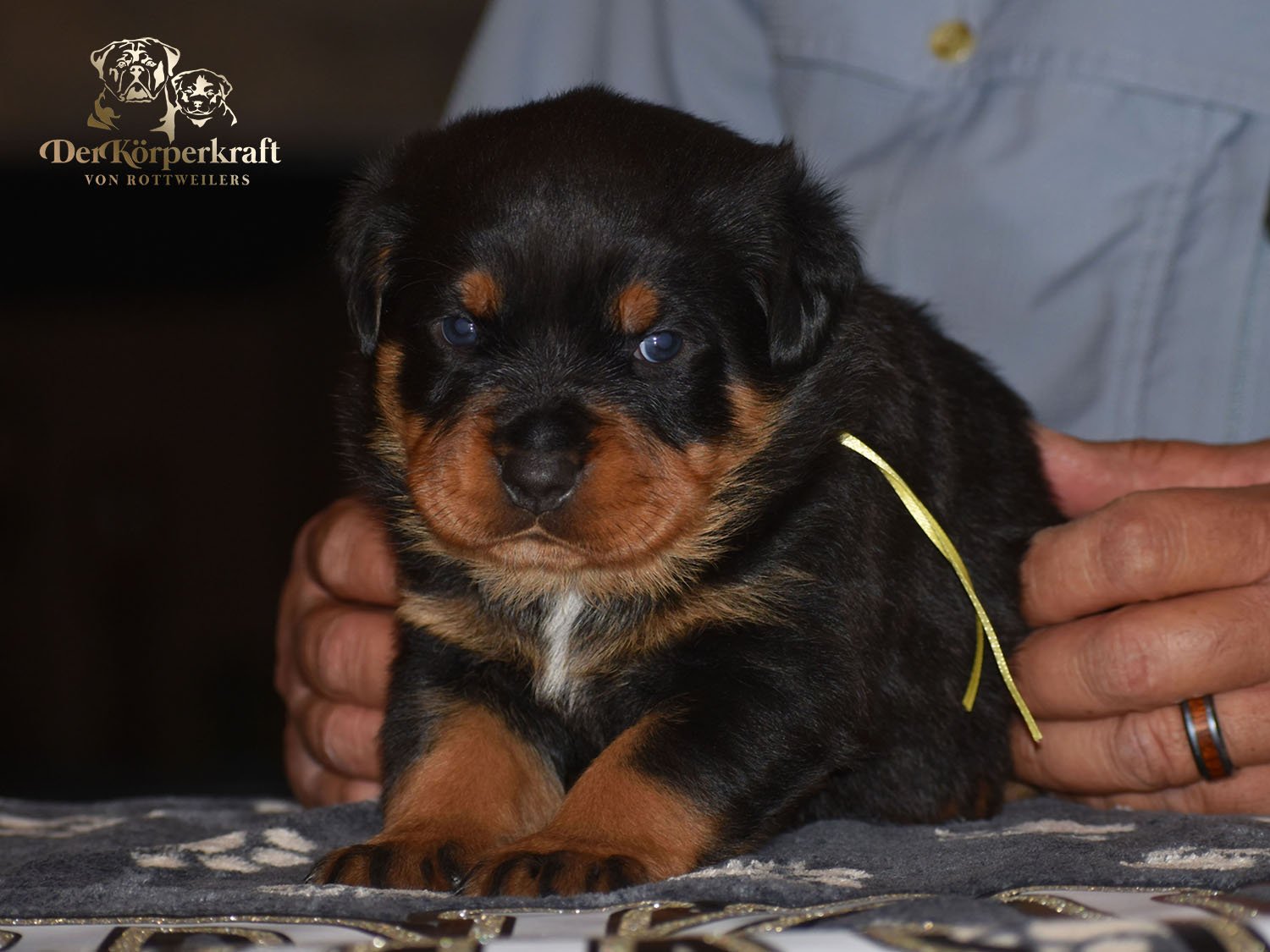 6P-Virtus-Dina-3wk-Male-Yellow (1)b.jpg