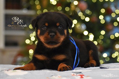 6N-Camacho-Rumi-5wk-Male-Blue (1)a-sm.jpg