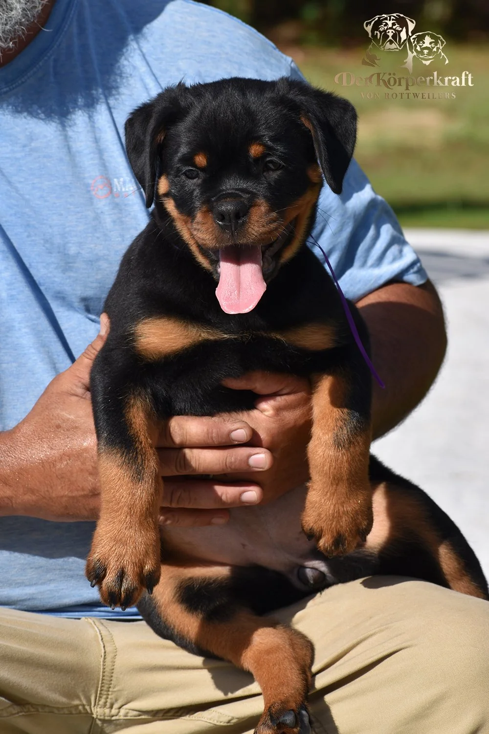 6R-Tango-Misrija-9wk-Female-Purple-1b.jpg