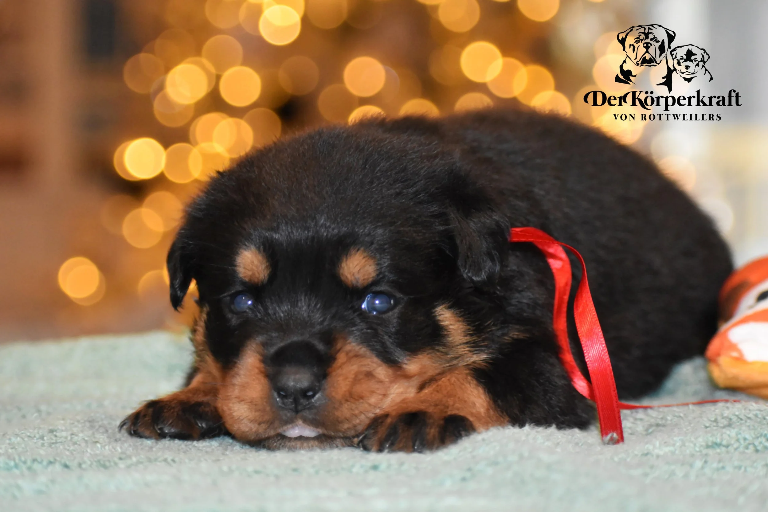 DKV Rottweilers | Rottweilers For Sale | Rottweilers For Sale
