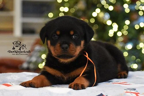 6N-Camacho-Rumi-5wk-Female-Orange (2)a-sm.jpg