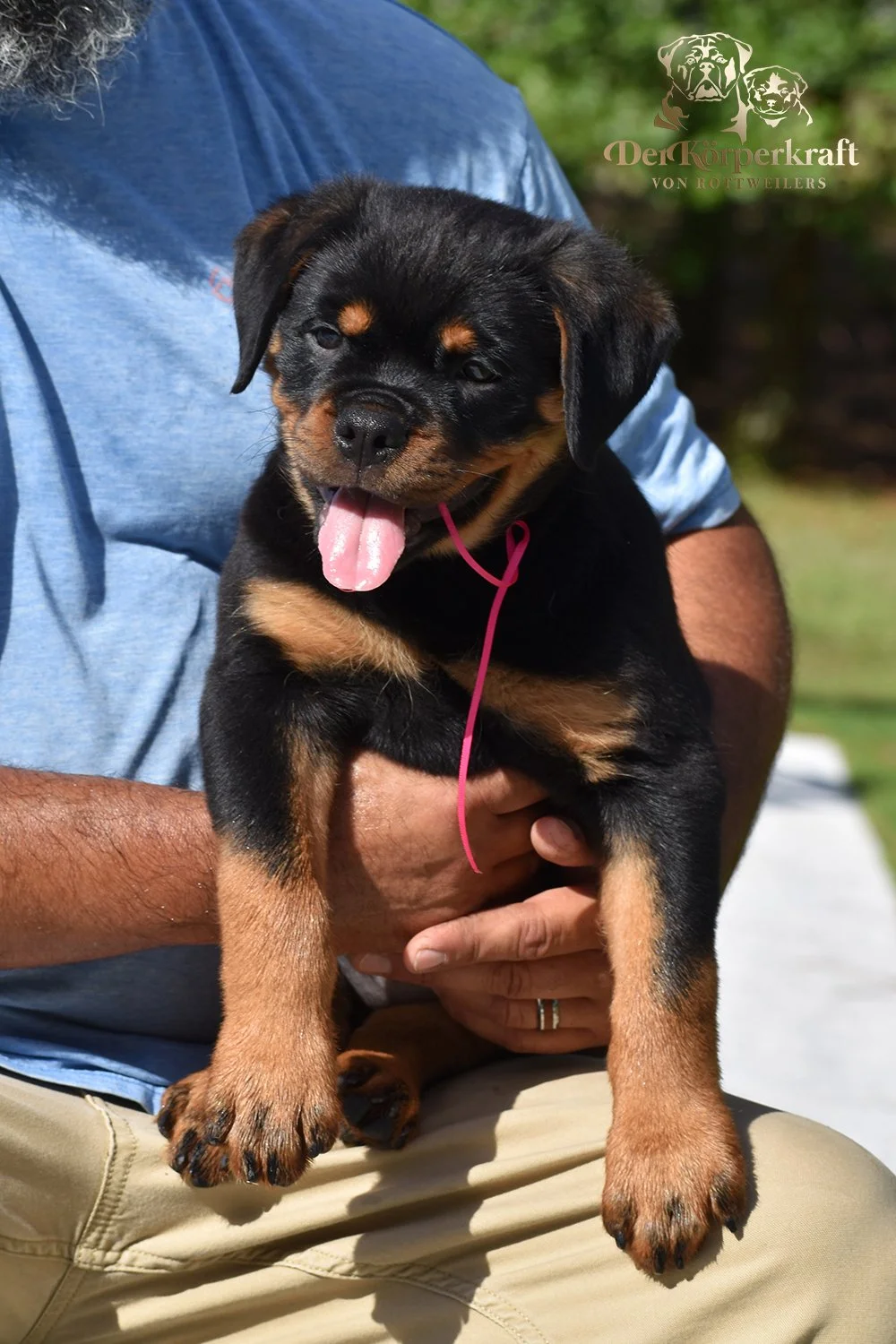 6R-Tango-Misrija-9wk-Female-Pink-1b.jpg