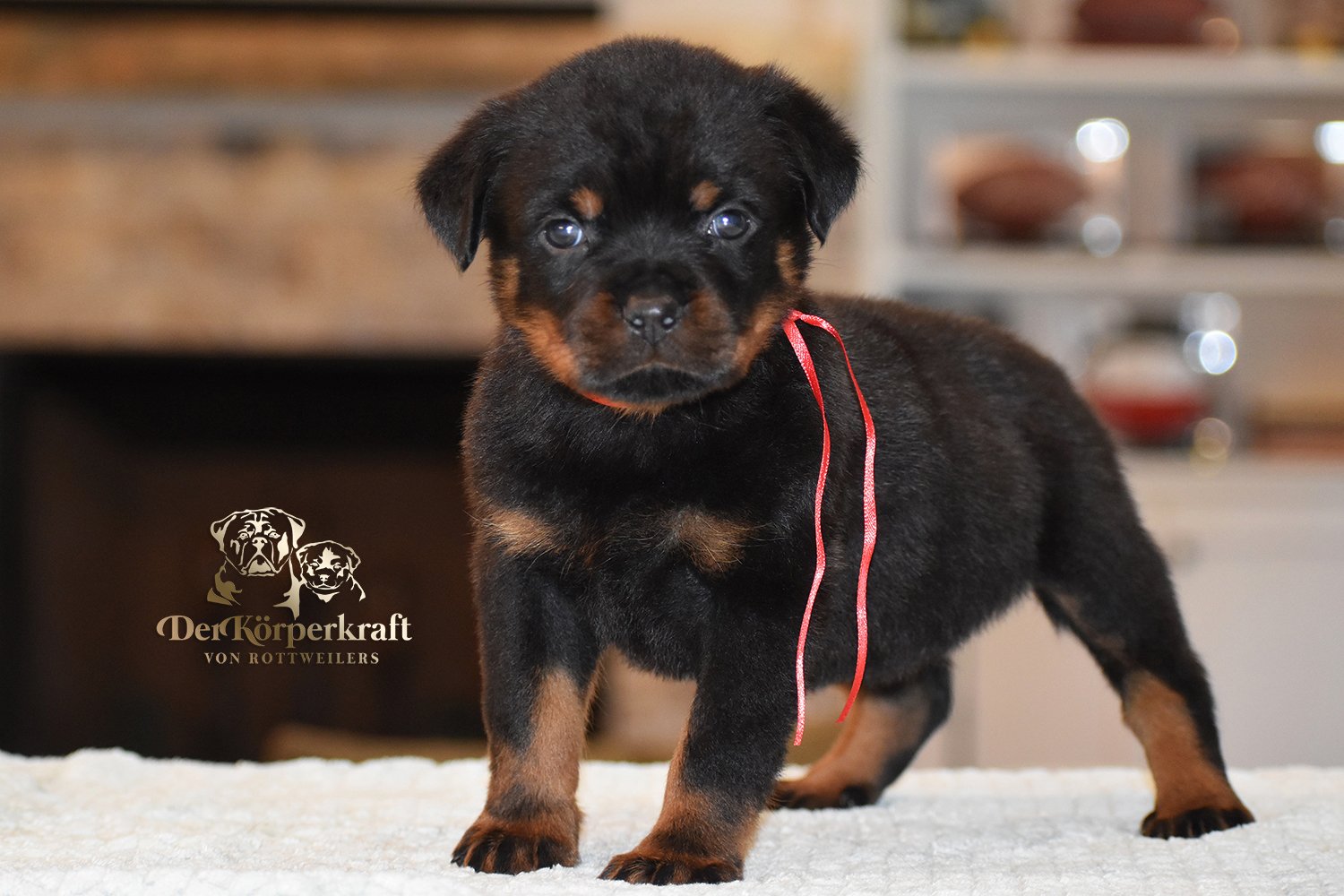 6Q-JohnWick-Brenda-5wk-Female-Red (2)a.jpg