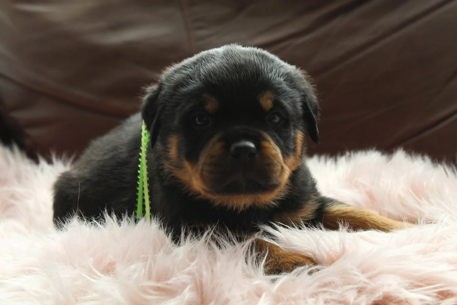 DKV-Rottweilers-Rottweilers-For-Sale-Services-3.JPG