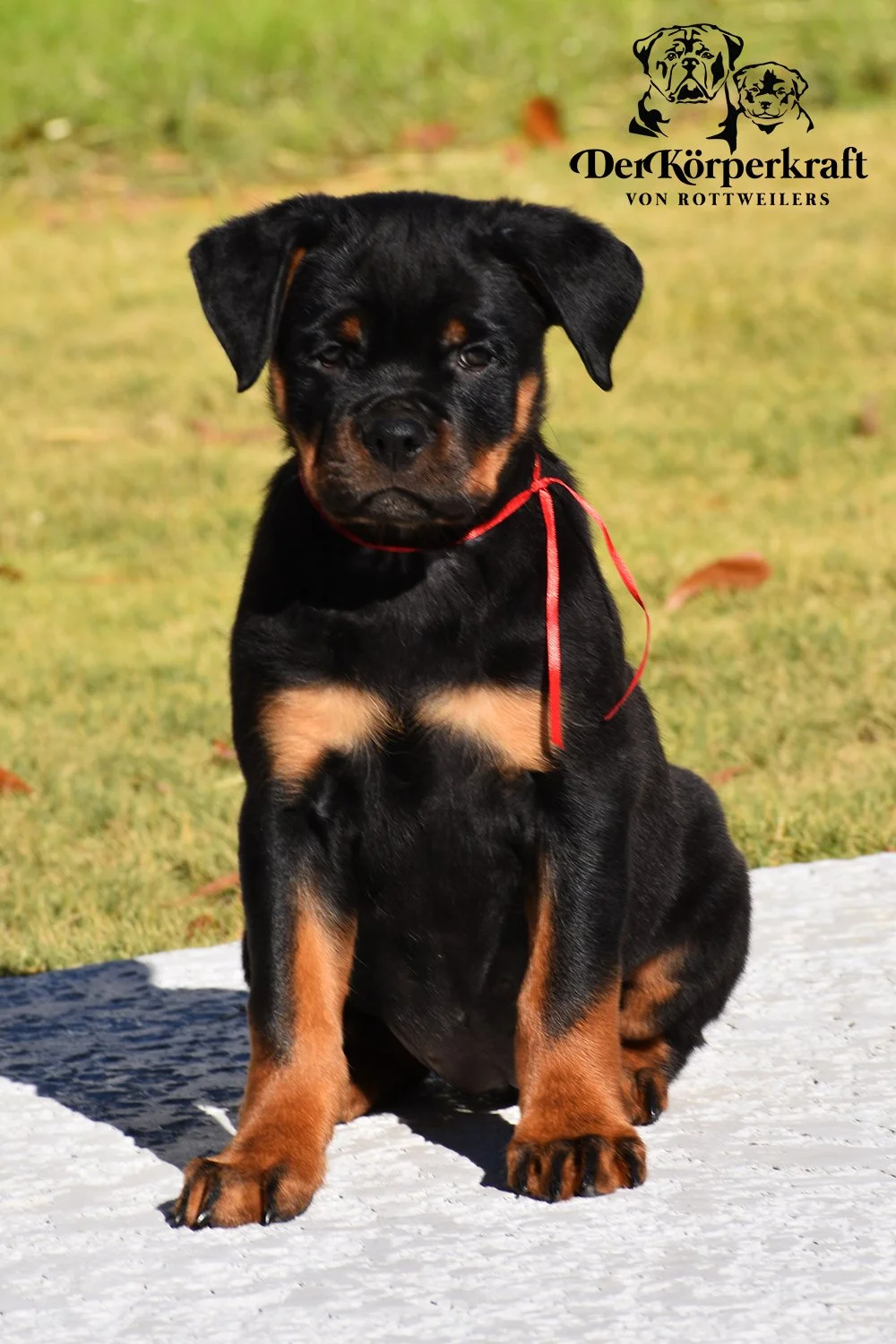 6M-Tango-Dzejmica-9wk-Female-Red (3)sm.jpg