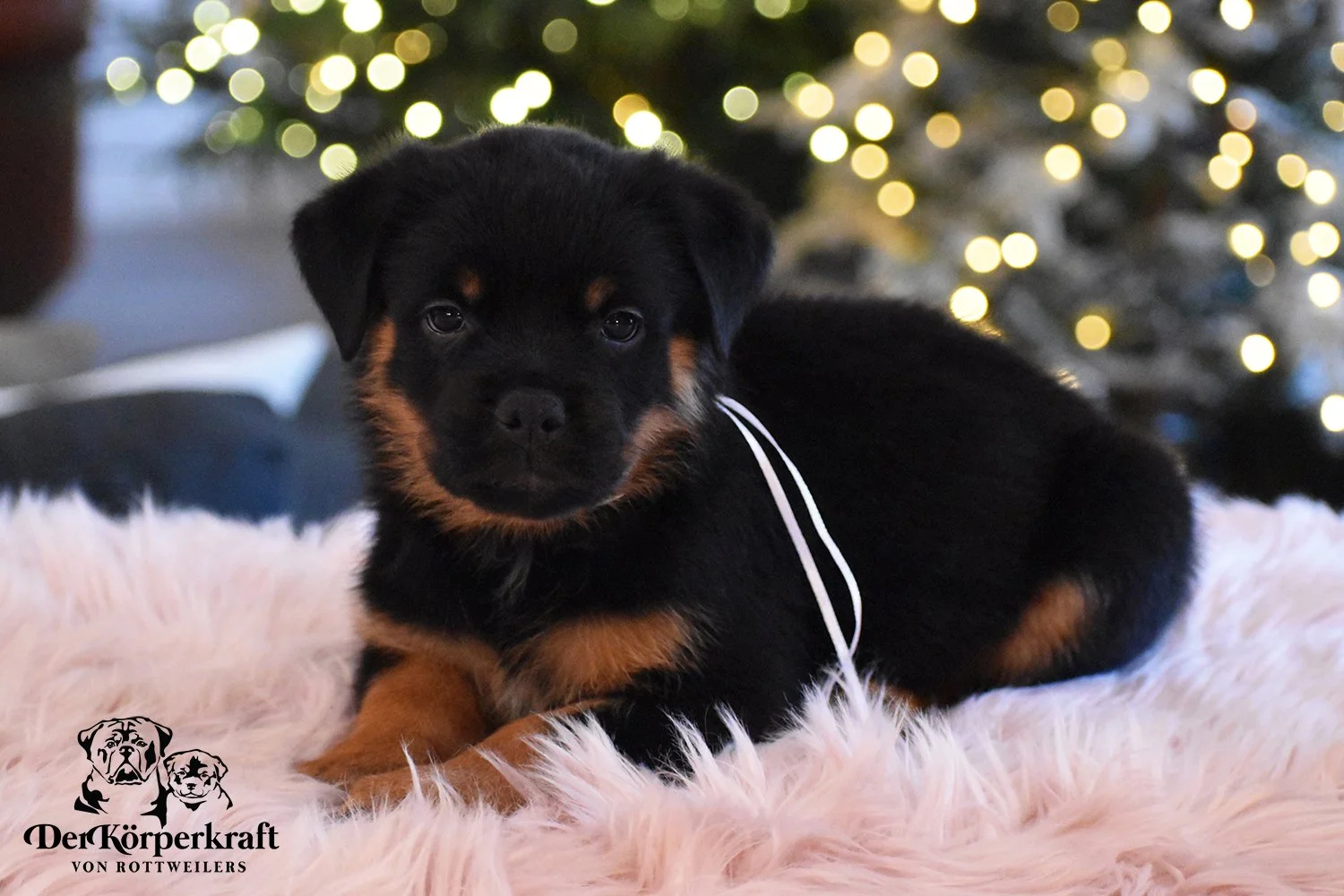 6S-Valentino-Ustajala-6wk-Male-White (3)b.JPG