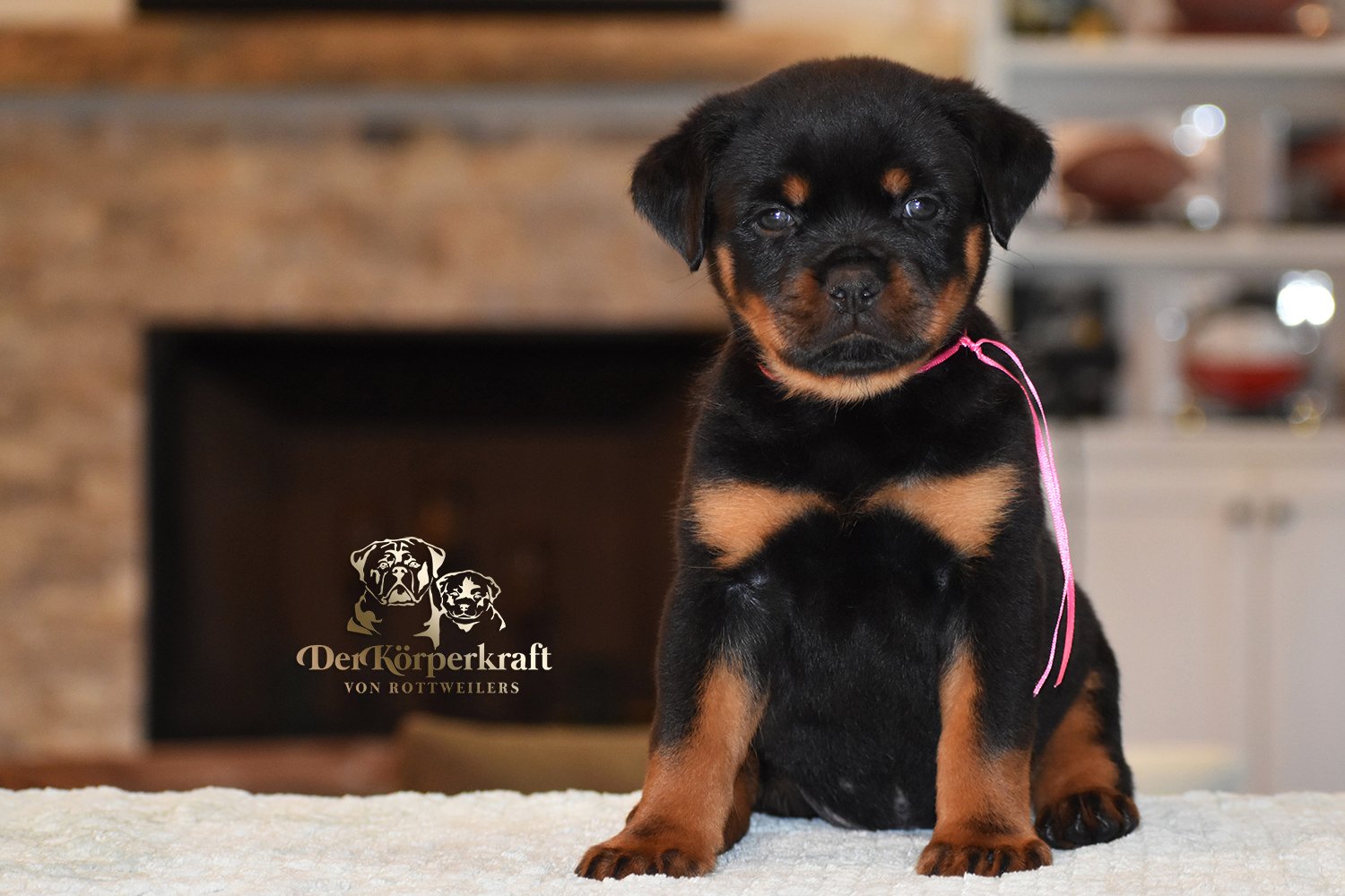 6Q-JohnWick-Brenda-5wk-Female-Pink (2)a.jpg