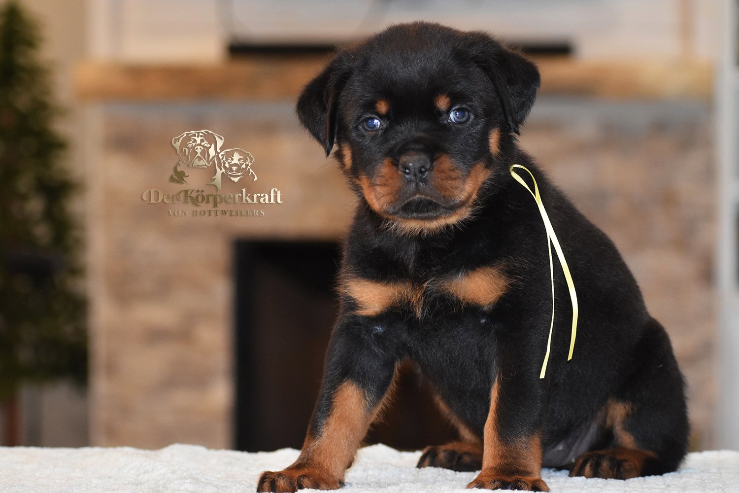 6Q-JohnWick-Brenda-5wk-Female-Yellow (1)a.jpg