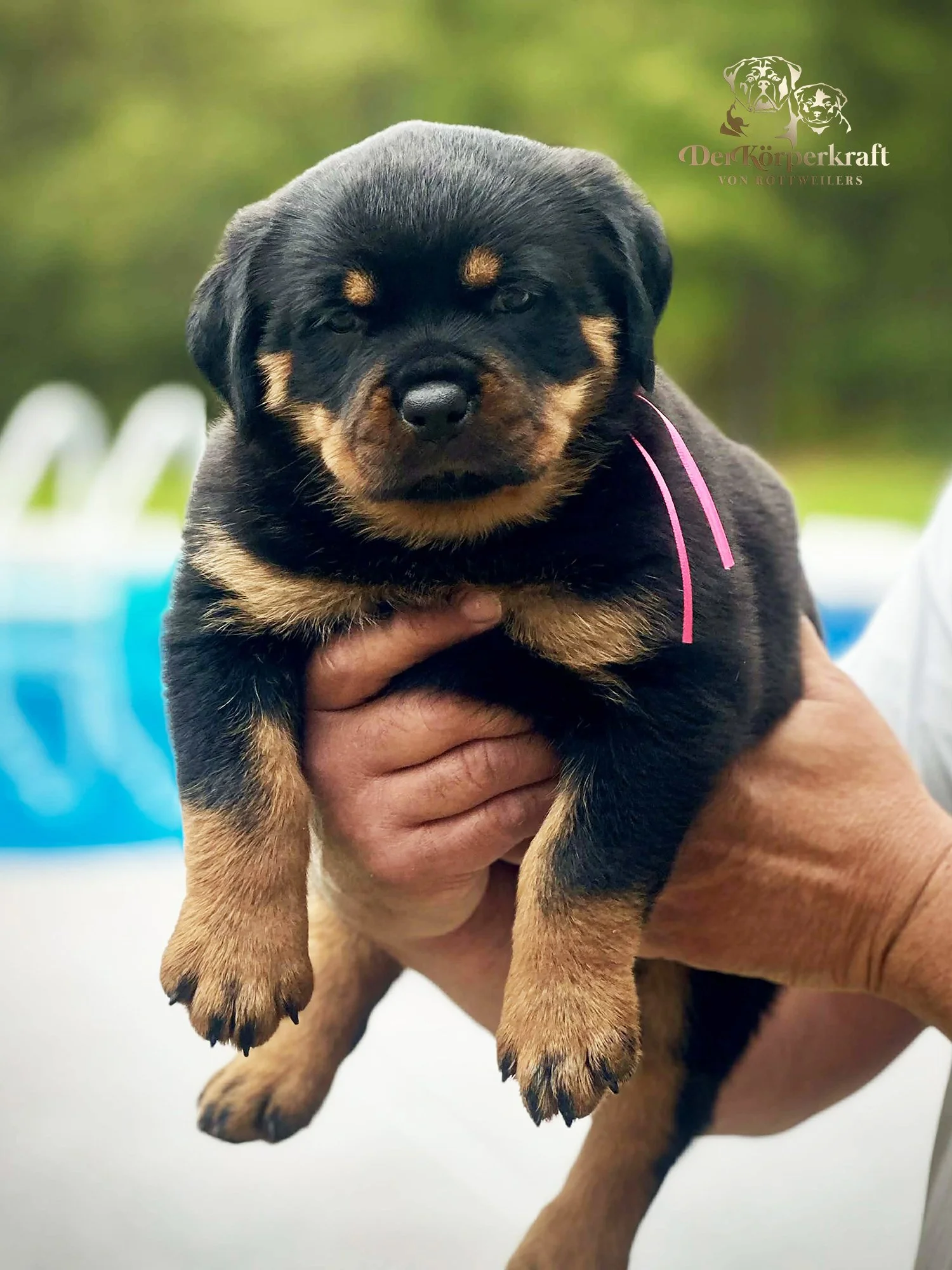 6O-Rocky-Herra-5wk-Female-Pink-sm.jpg