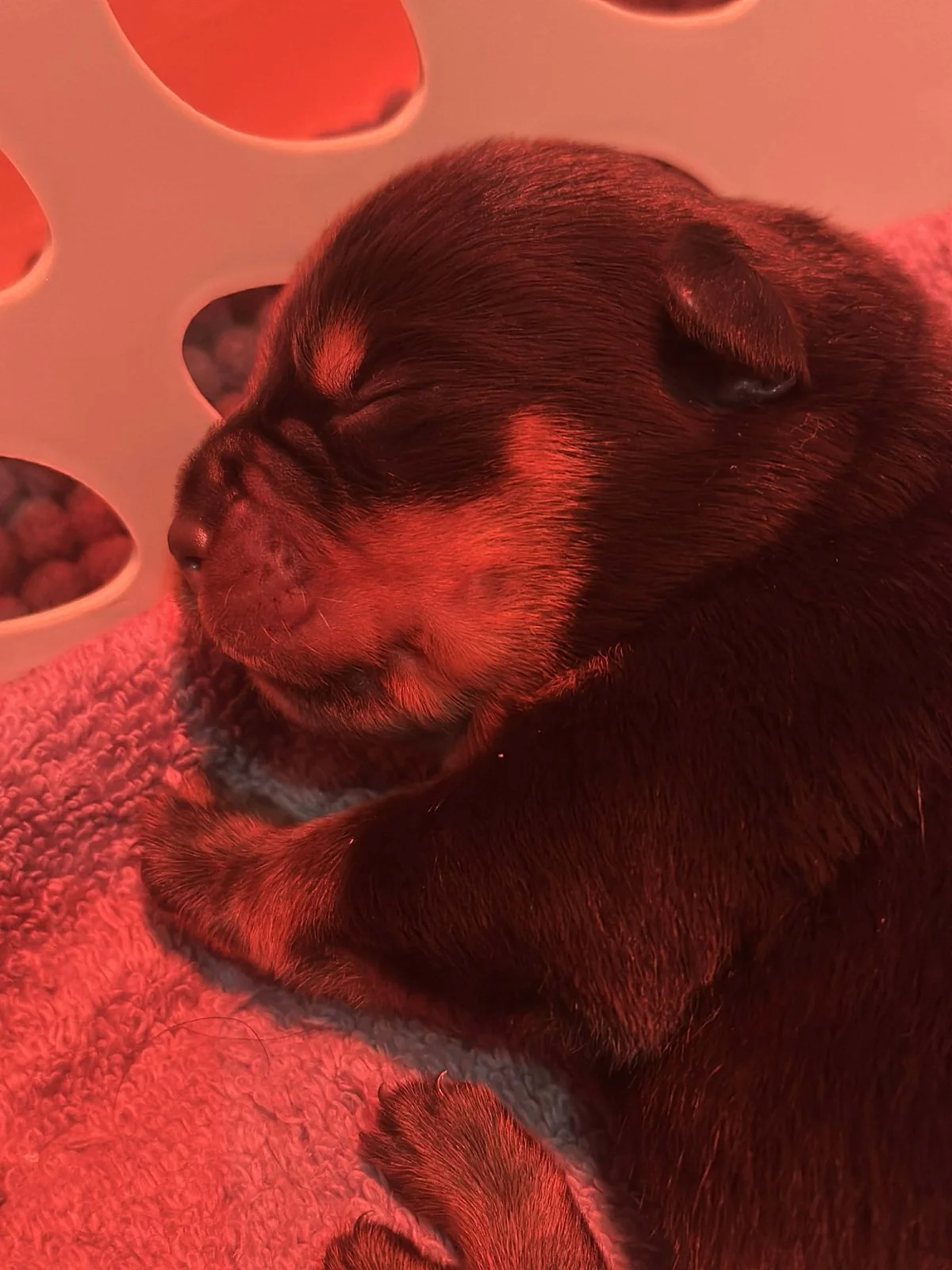 6O-ItalianStallion-Herra-Birth (2)a.jpg (Copy) (Copy)