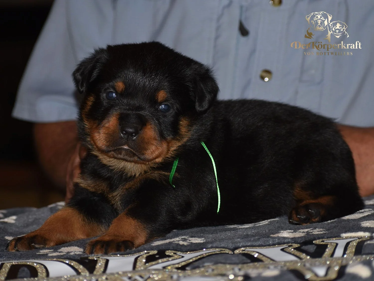 6P-Virtus-Dina-3wk-Male-Green (1)b.jpg