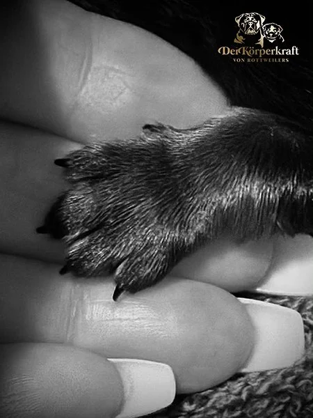 DKV-Rottweilers-New-Litters-2025-sm.jpg (Copy) (Copy) (Copy) (Copy) (Copy) (Copy) (Copy) (Copy) (Copy) (Copy) (Copy) (Copy)