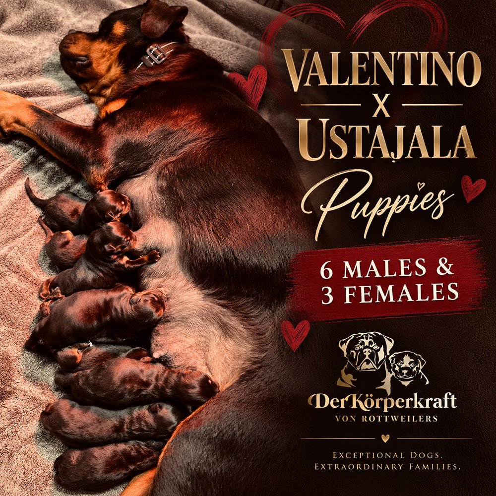 6S-Valentino-Ustajala-Birth-Litter-Announcement.jpg