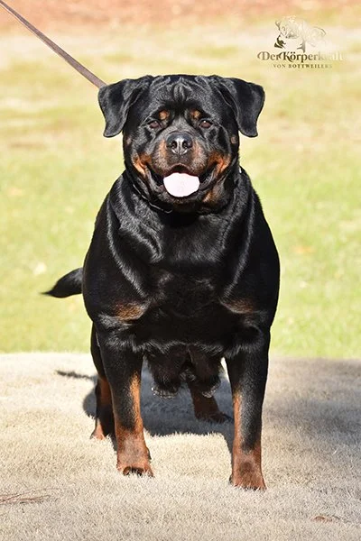 DKV-Rottweilers-Herra-Kick-Power (3)b-400w.jpg (Copy) (Copy)