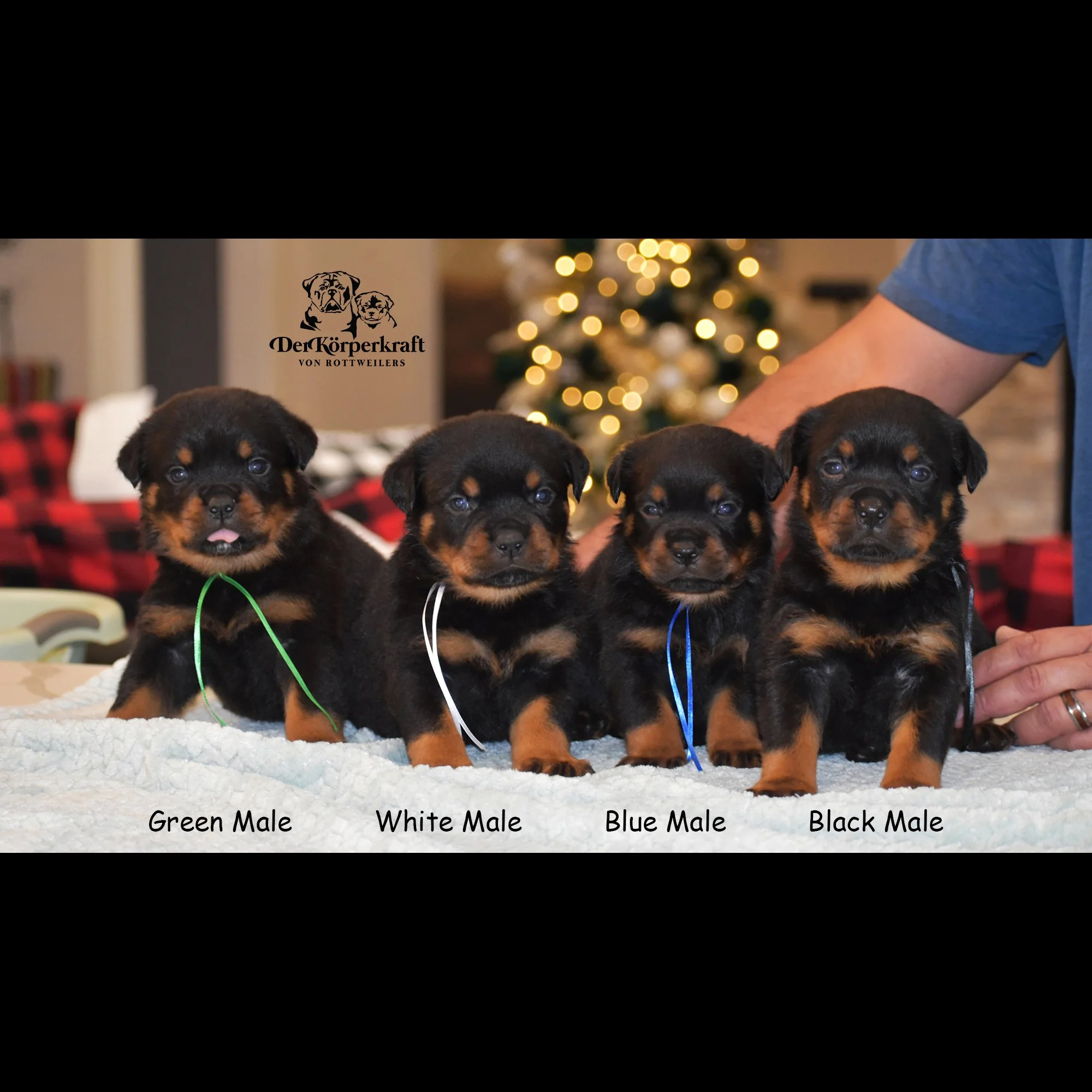 DKVRottweilers-Tango-Mica-Males-1.jpg