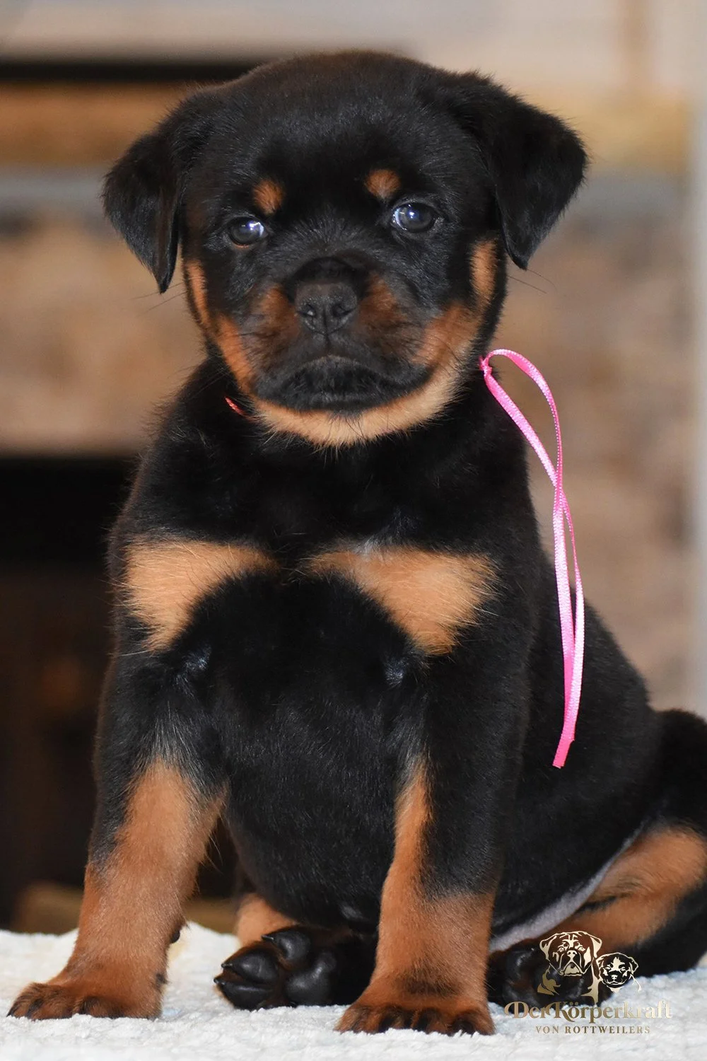 6Q-JohnWick-Brenda-5wk-Female-Pink (1)b.JPG
