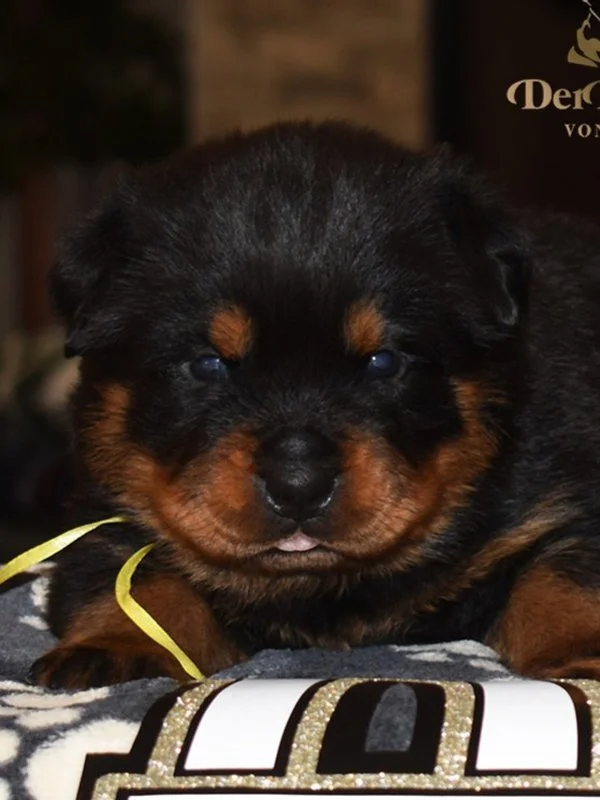 6O-Rocky-Herra-3wk-Female-Yellow.jpg