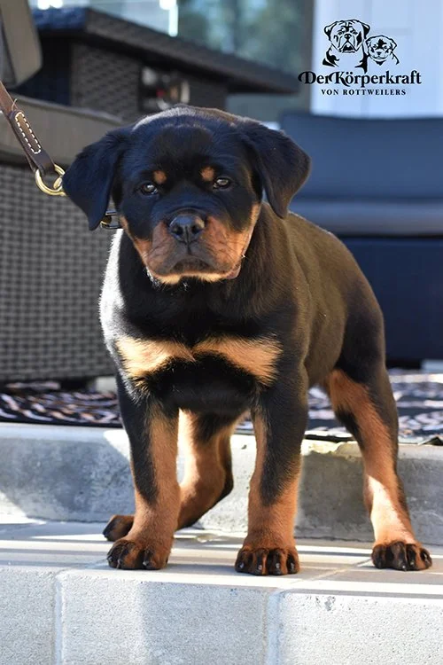 Nora Von Der Korperkraft - 12 wk (2)sm.jpg