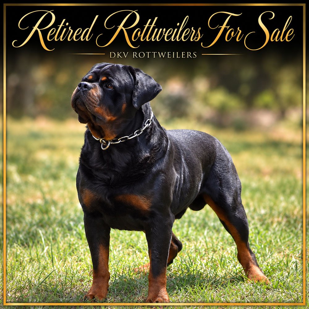 Rottweilers For Sale – Retired Rottweilers For Sale – Mature retired Rottweiler available for placement from DKV Rottweilers.