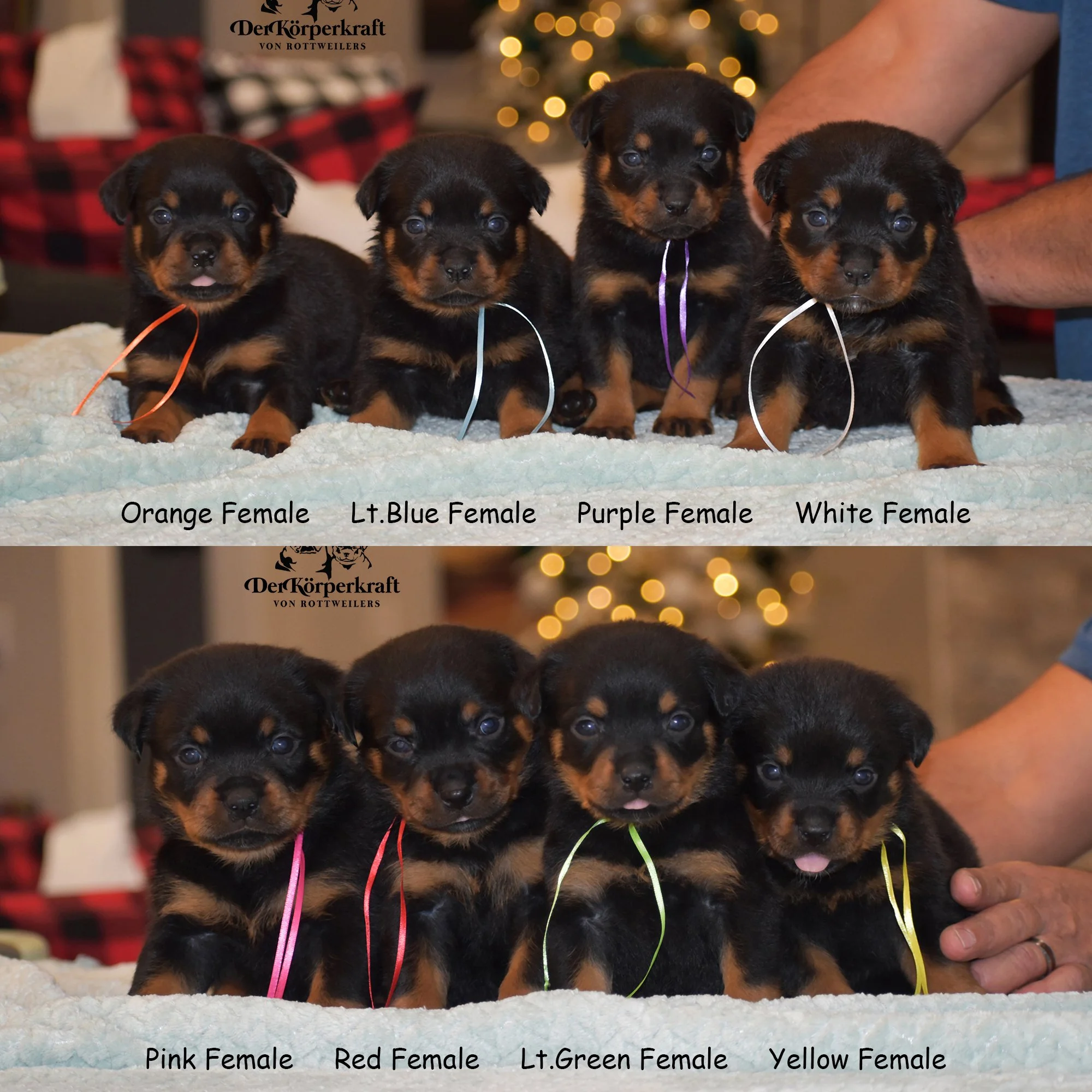 DKVRottweilers-Tango-Mica-Females-1.jpg